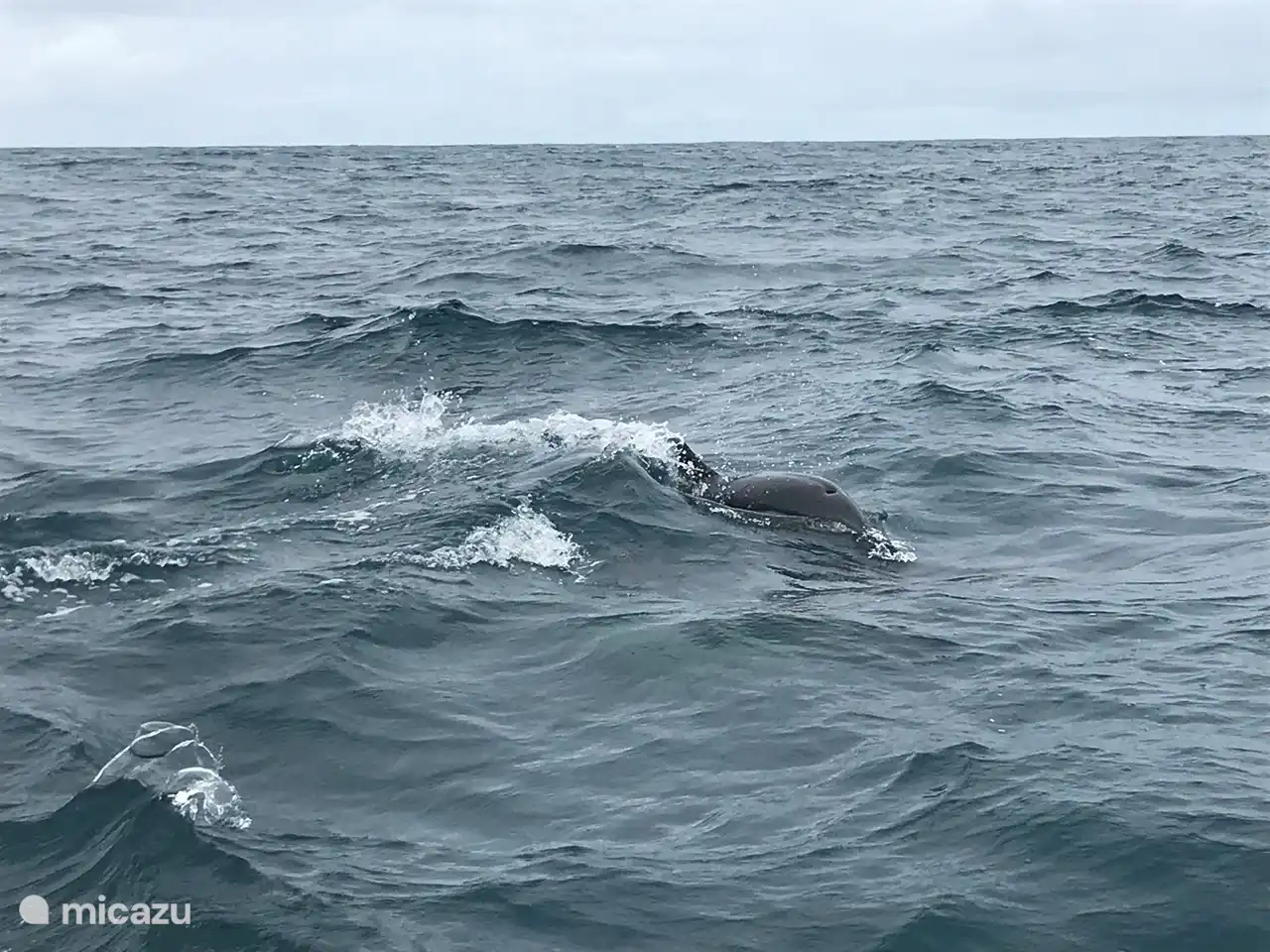 delfines en el algarve