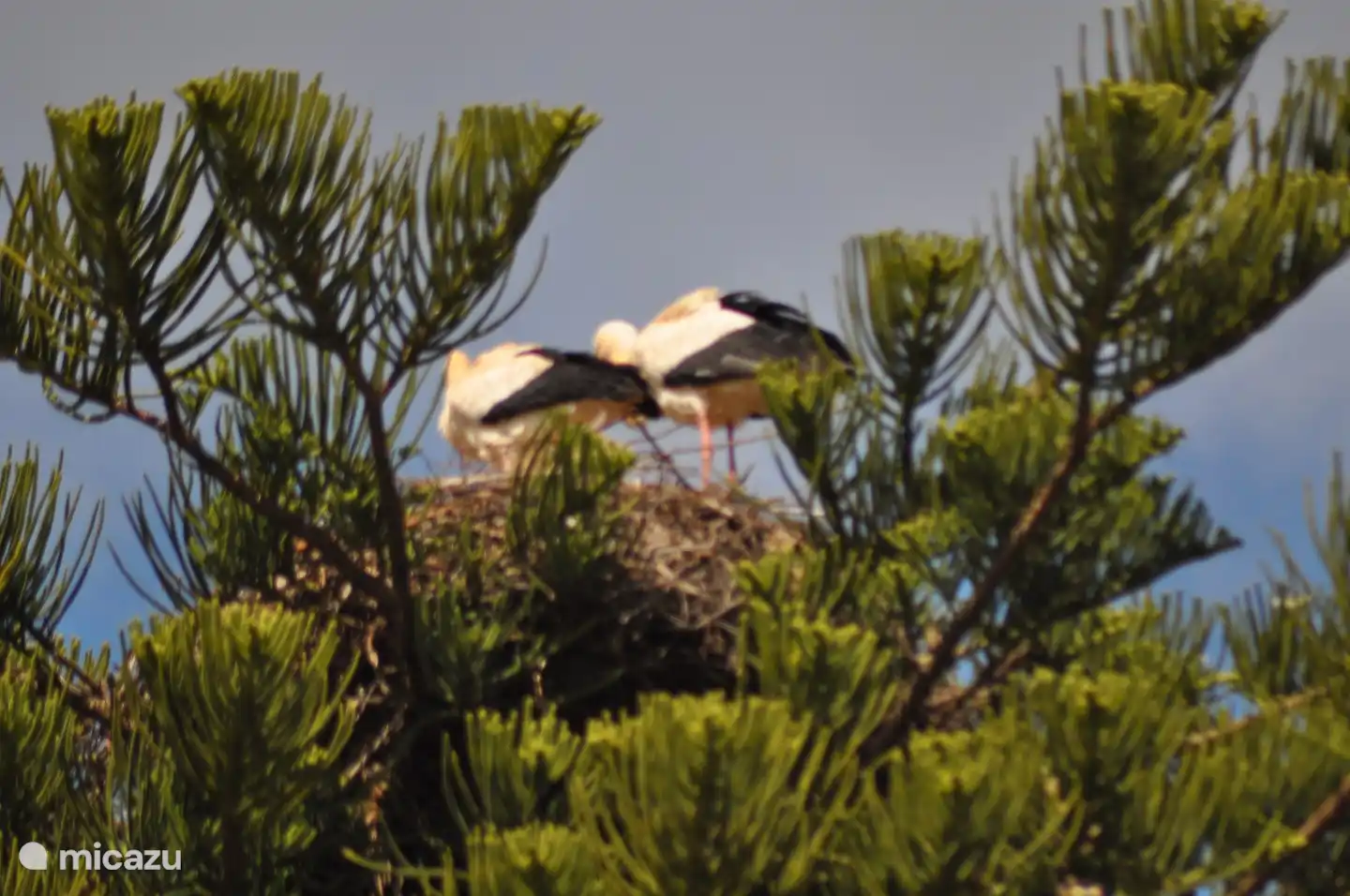 avistamiento de cigüeñas en la zona silves , faro