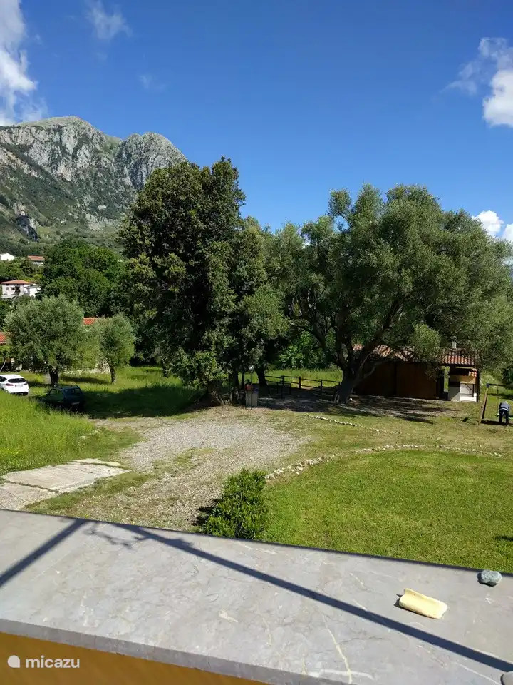Desde la terraza miras por encima del seto de adelfas al gran olivo, que nos da un delicioso aceite todos los años.