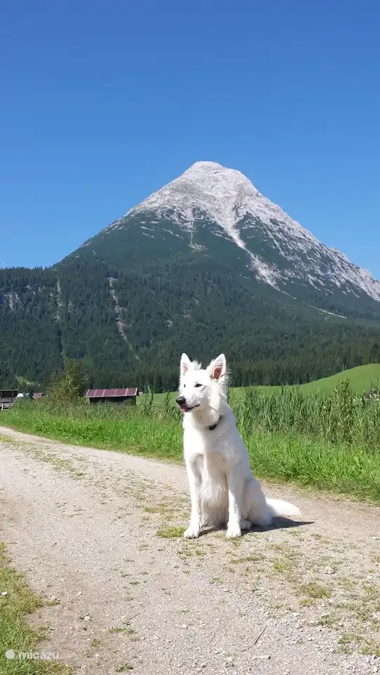 Luna in het Leutaschtal