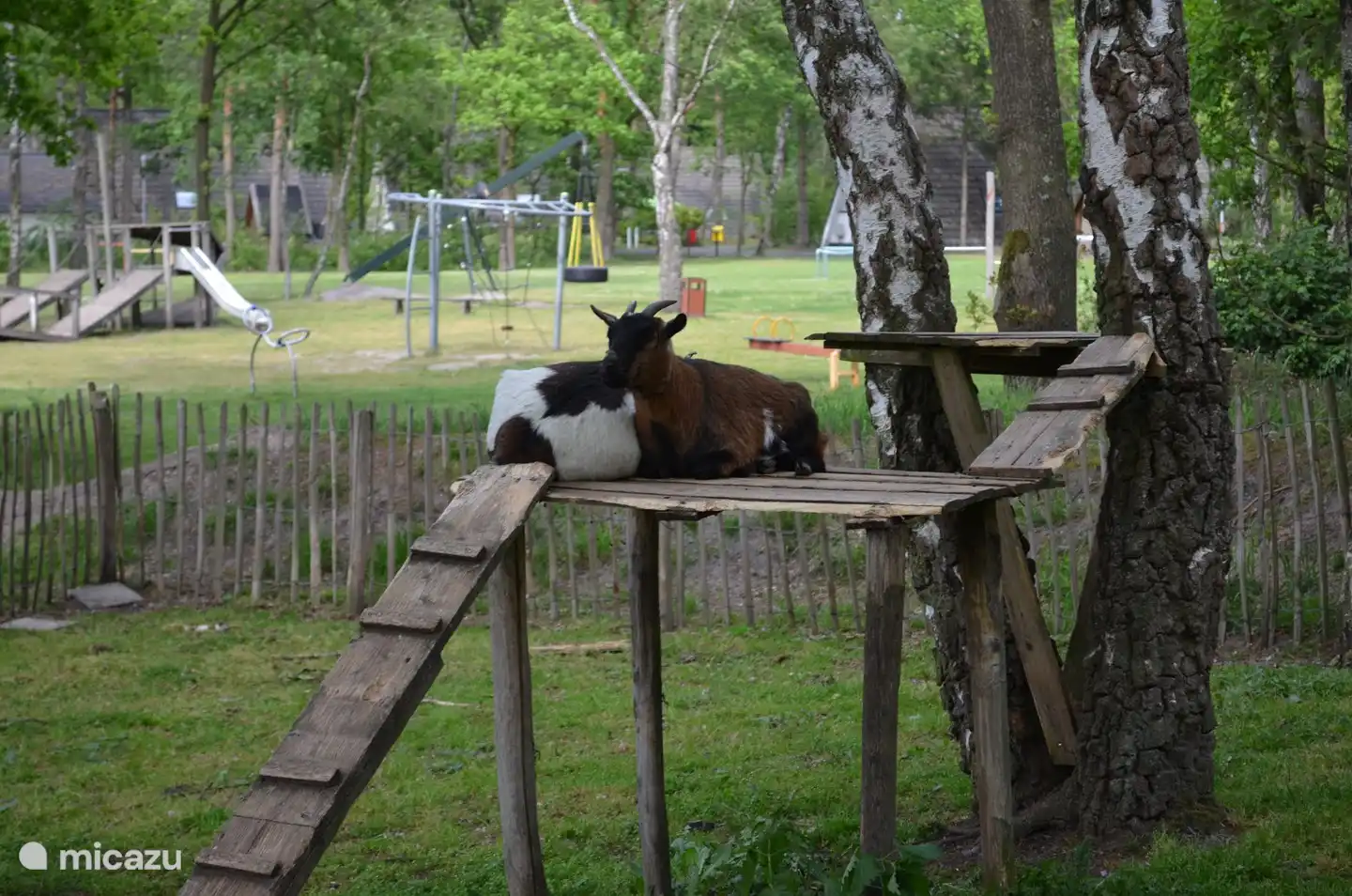 Spielplatz / Streichelzoo