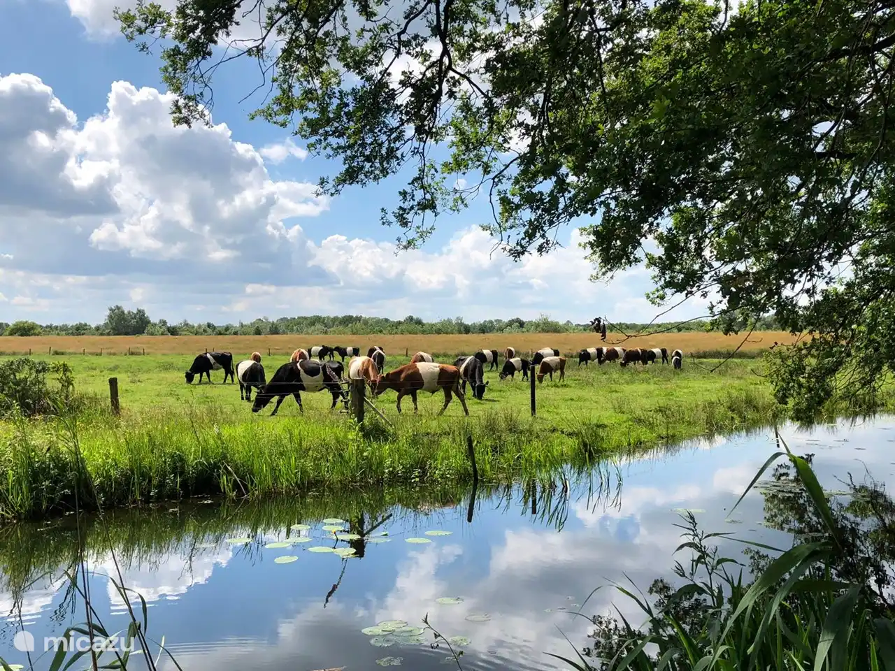 Ländliche Aussicht mit Lakenvelders.
