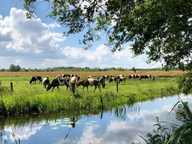 De Olde Regge | Pays-Bas, Overijssel, Ommen - maison de vacances Vue rurale avec Lakenvelders.