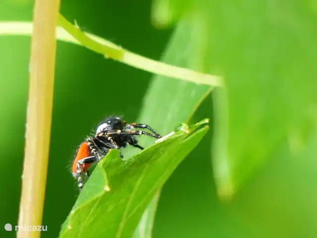 Casa Mauri - Ferme | Espagne, Catalogne, Tremp - appartement Araignée dans le jardin.
