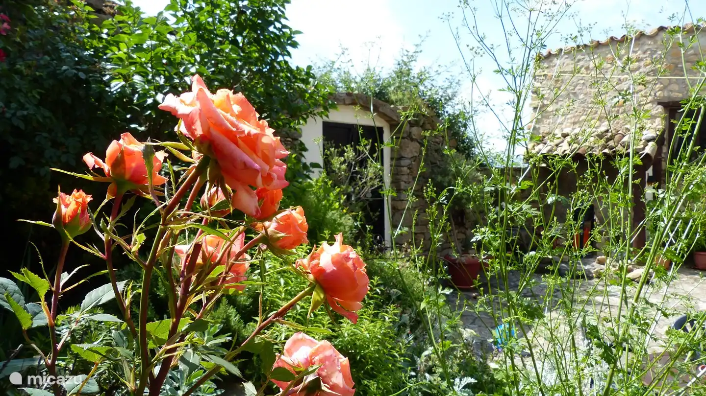 Eine Rose auf der Terrasse.