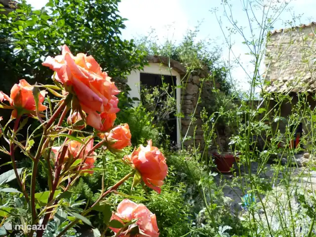 Casa Mauri - Ferme | Espagne, Catalogne, Tremp - appartement Une rose sur le patio.