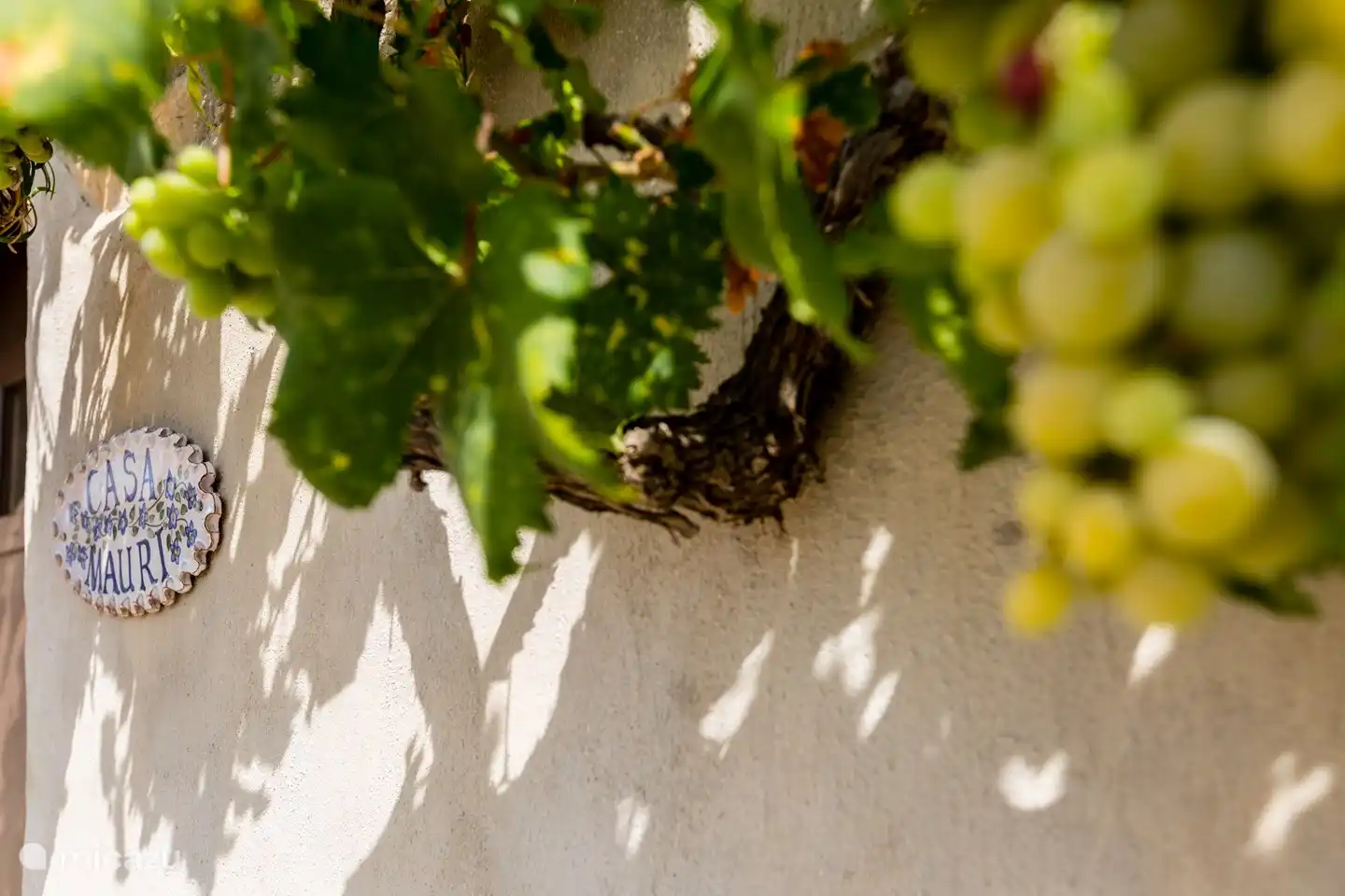 Vor dem Haus wächst eine Weinrebe.