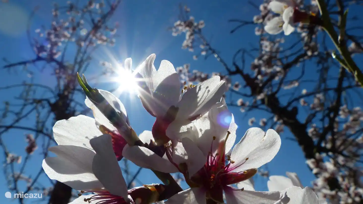 Mandelblüte
