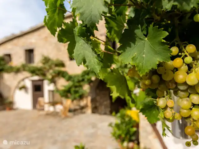 Casa Mauri - Le Chalet | Espagne, Catalogne, Tremp - appartement La vigne sur le patio.
