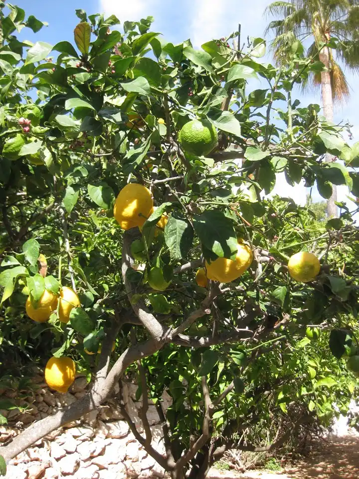 Verger, citron, citron vert, orange, pamplemousse..