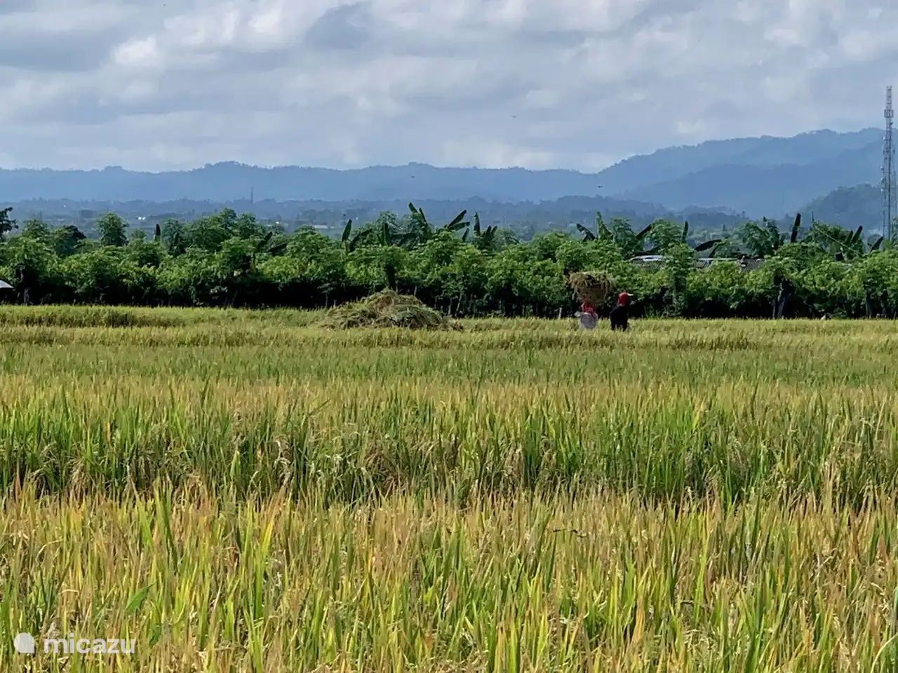 Vista sobre los arrozales y las montañas
