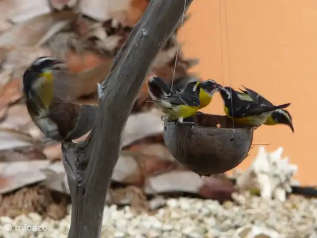 Kas Bonita | Bonaire, Bonaire, Kralendijk - bungalow toujours amusant, des oiseaux dans notre jardin
