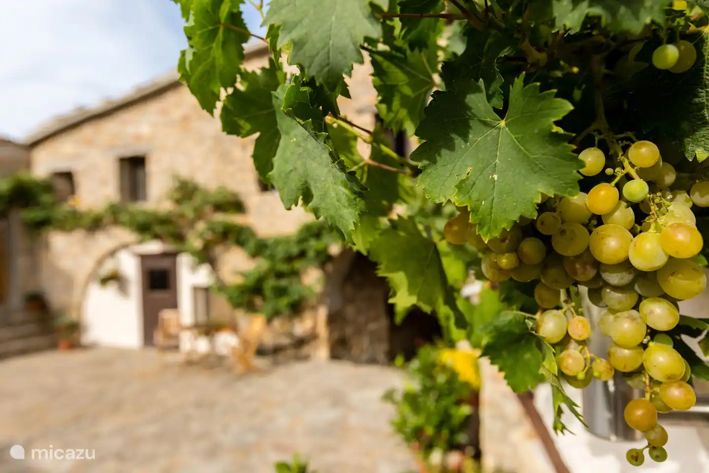 Die Terrasse mit der reifen Weinrebe.