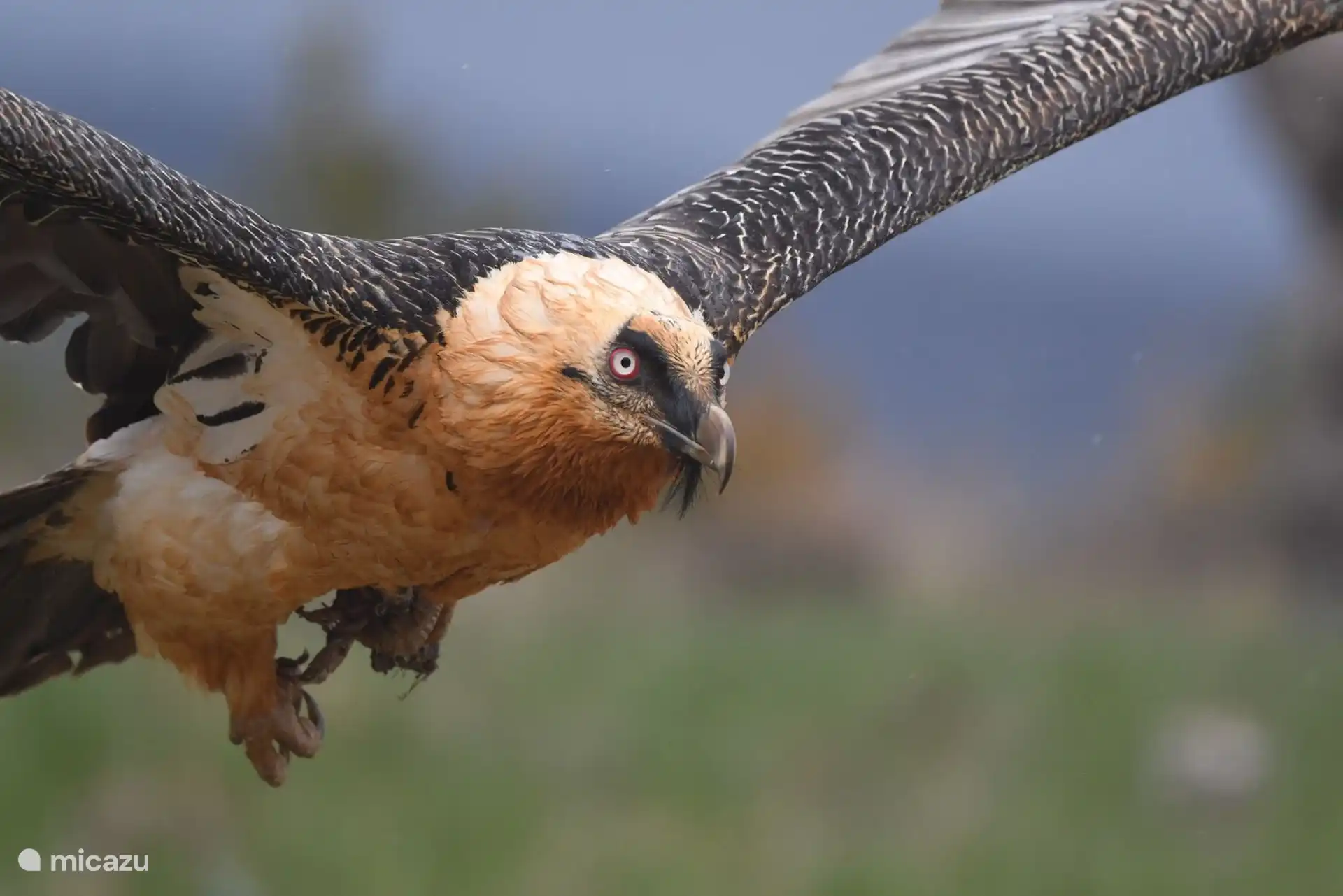 Ein Bartgeier, eine der vielen besonderen Vogelarten, die Sie hier finden können.
