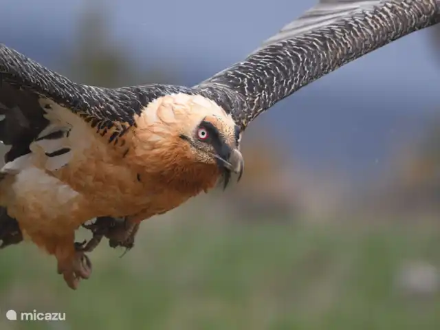 apartamento en España, Cataluña, Tremp – Casa Mauri - El Ático Un quebrantahuesos, una de las muchas especies de aves especiales que puedes encontrar aquí.