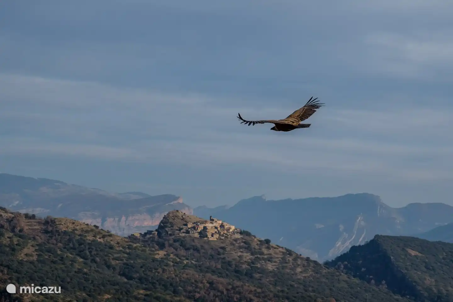 Ein Gänsegeier fliegt in Richtung Santa Engràcia