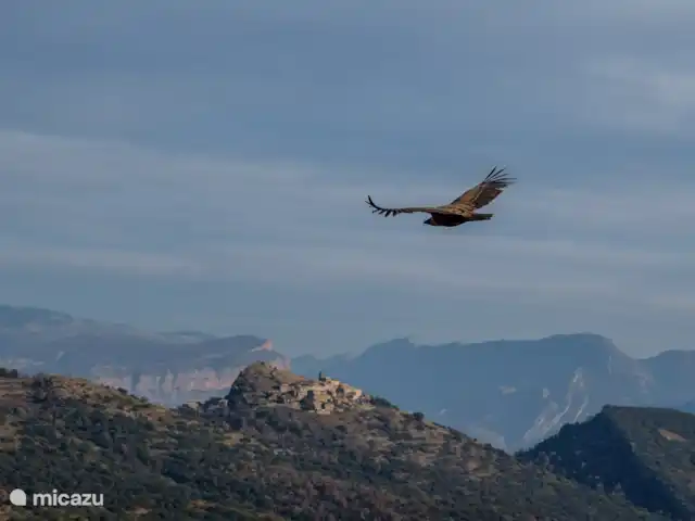 apartamento en España, Cataluña, Tremp – Casa Mauri - El Ático Un buitre leonado vuela hacia Santa Engràcia