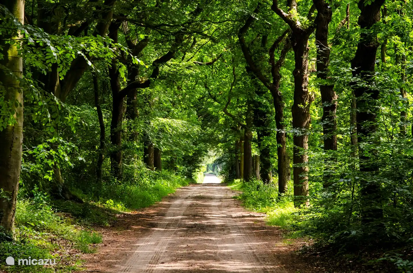 Vous pouvez marcher directement dans les bois depuis le bungalow !