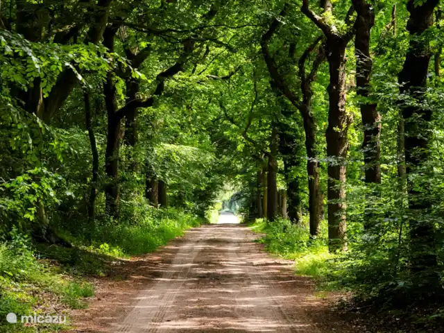 Leeuwerik huren in Nederland, Friesland, Oudemirdum - bungalow Je wandelt van uit de bungalow zo de bossen in!