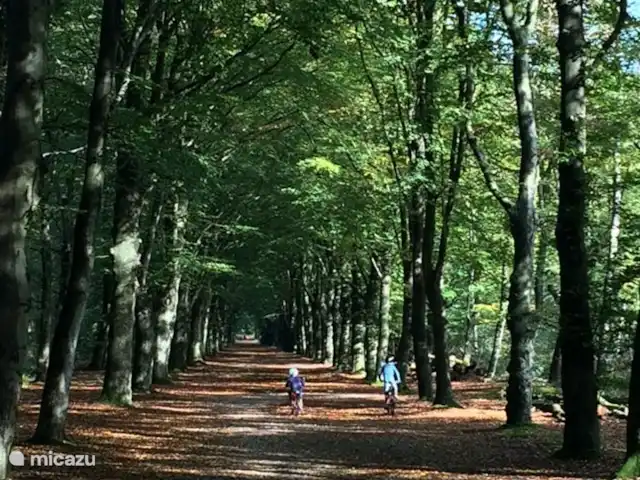 Leeuwerik huren in Nederland, Friesland, Oudemirdum - bungalow