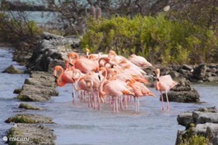 Op zoek naar Flamingo’s