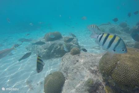 5x de mooiste spots om te snorkelen op Curacao