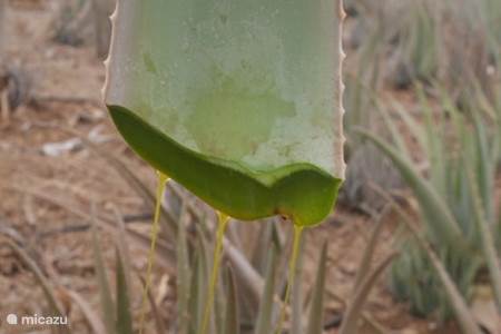 Aloe Vera plantage van CurAloe