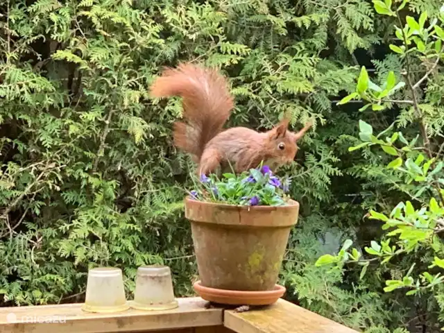 chalet in Nederland huren? – Lariks