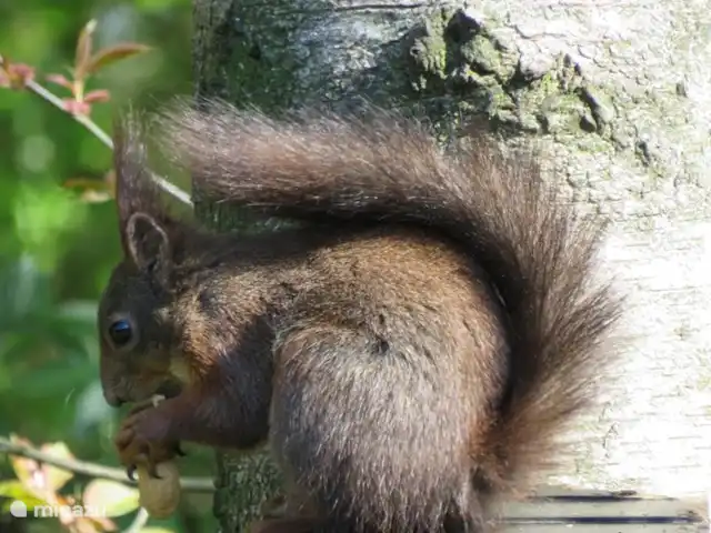 chalet in Nederland huren? – Lariks