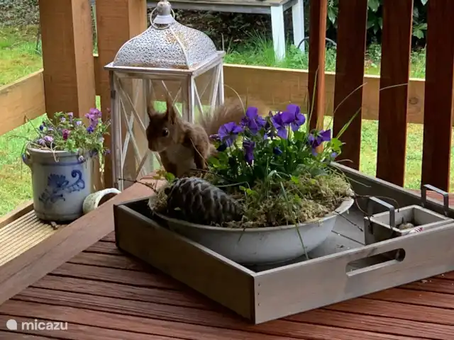 chalet in Nederland huren? – Lariks