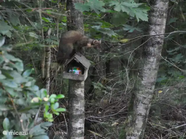 chalet in Nederland huren? – Lariks Boommarter