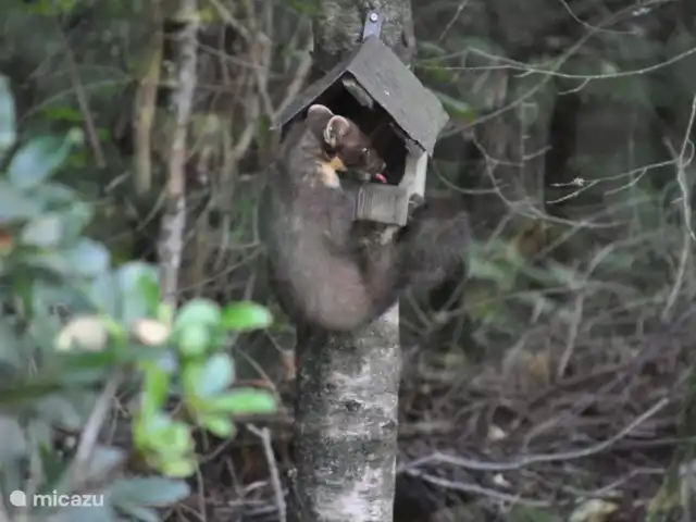 chalet in Nederland huren? – Lariks De Boommarter