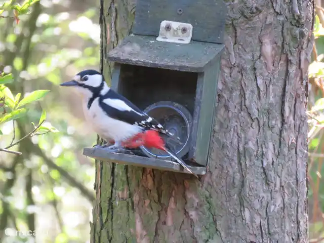 chalet in Nederland huren? – Lariks