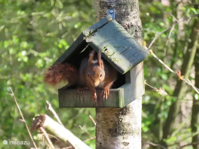 chalet in Nederland huren? – Lariks