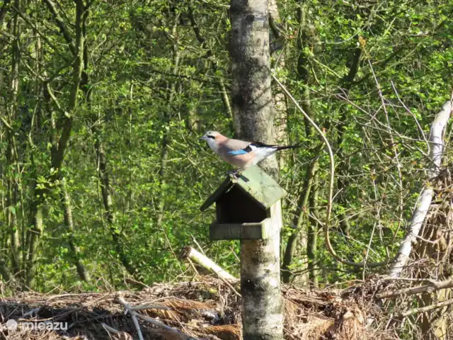 chalet in Nederland huren? – Lariks