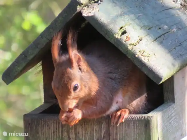 chalet in Nederland huren? – Lariks