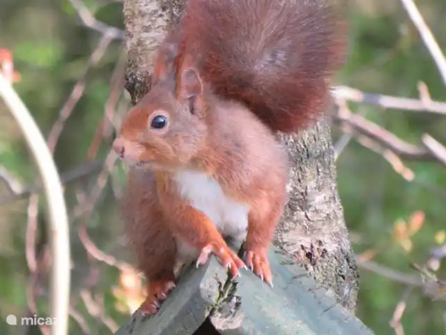 chalet in Nederland huren? – Lariks