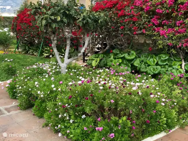 Appartement Ronda1, Los Boliches | Espagne, Costa del Sol, Fuengirola - appartement Notre jardin magnifiquement entretenu