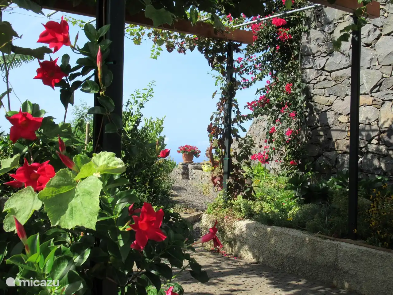 Unsere Traubenpergola