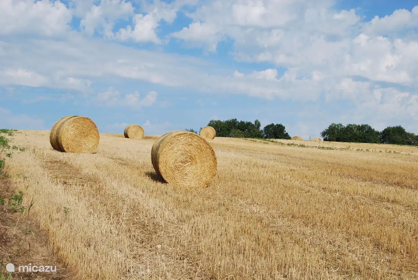 Das Feld beginnt am unteren Ende des Hinterhofs. Jedes Jahr eine andere Kultur (Raps, Sonnenblumen, Mais usw.).