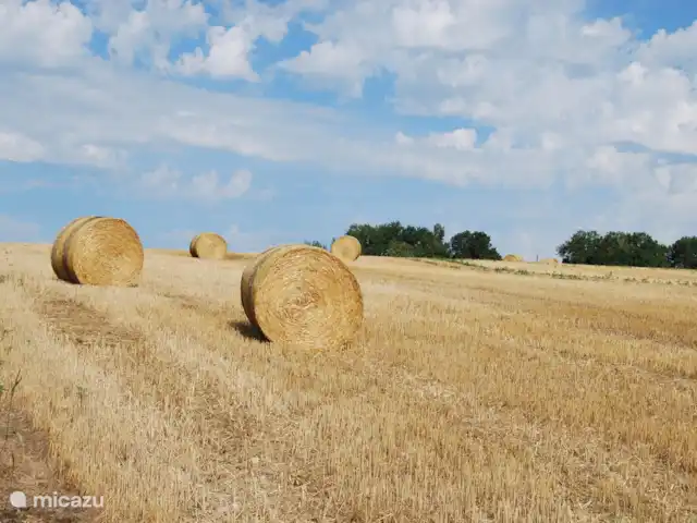 Le Séquioa | France, Charente, Chalais (Charente) - gîte / cottage Le terrain commence au bas de la cour arrière. Une culture différente chaque année (colza, tournesol, maïs, etc.).