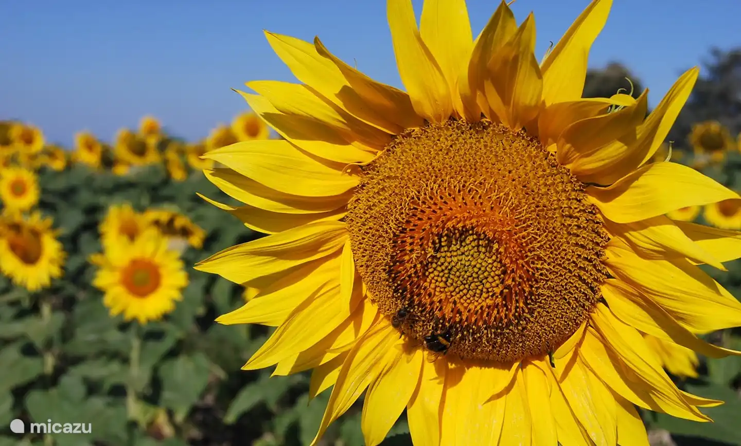 Ein sonniger Sommergruß!