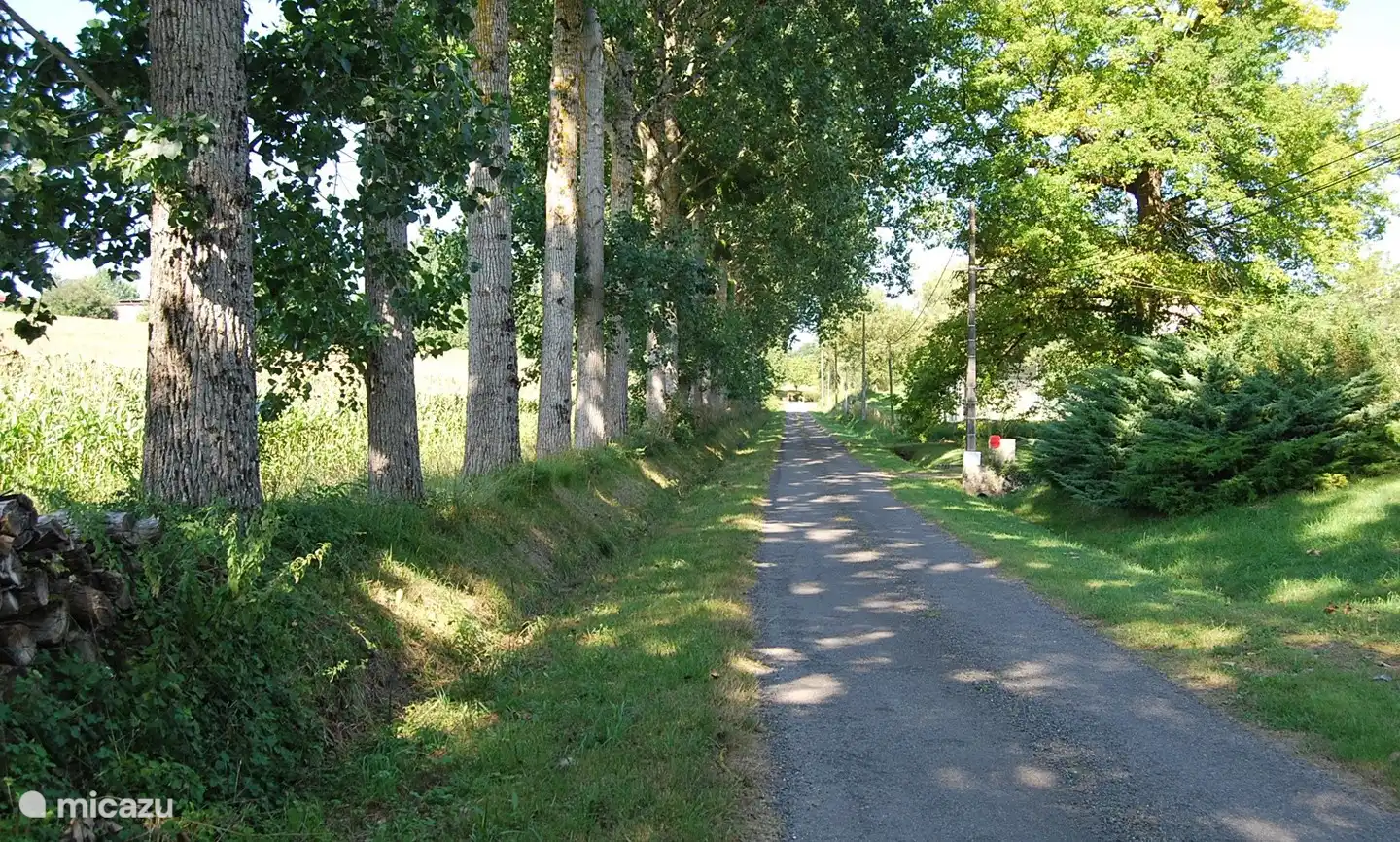 Pappeln säumen die Straße, sie sind voller Vogelleim, besser bekannt als Mistel.