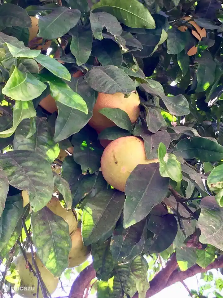 Grapefruit aus dem eigenen Garten !!