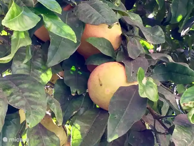 plage de palmiers | Espagne, Costa del Sol, Fuengirola - appartement Pamplemousse de mon propre jardin !!