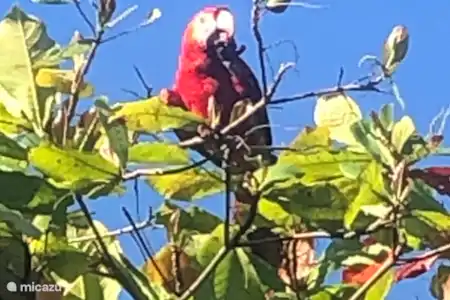 Vakantiehuis Costa Rica, Guanacaste, Puerto Carrillo villa Casa Iscaja