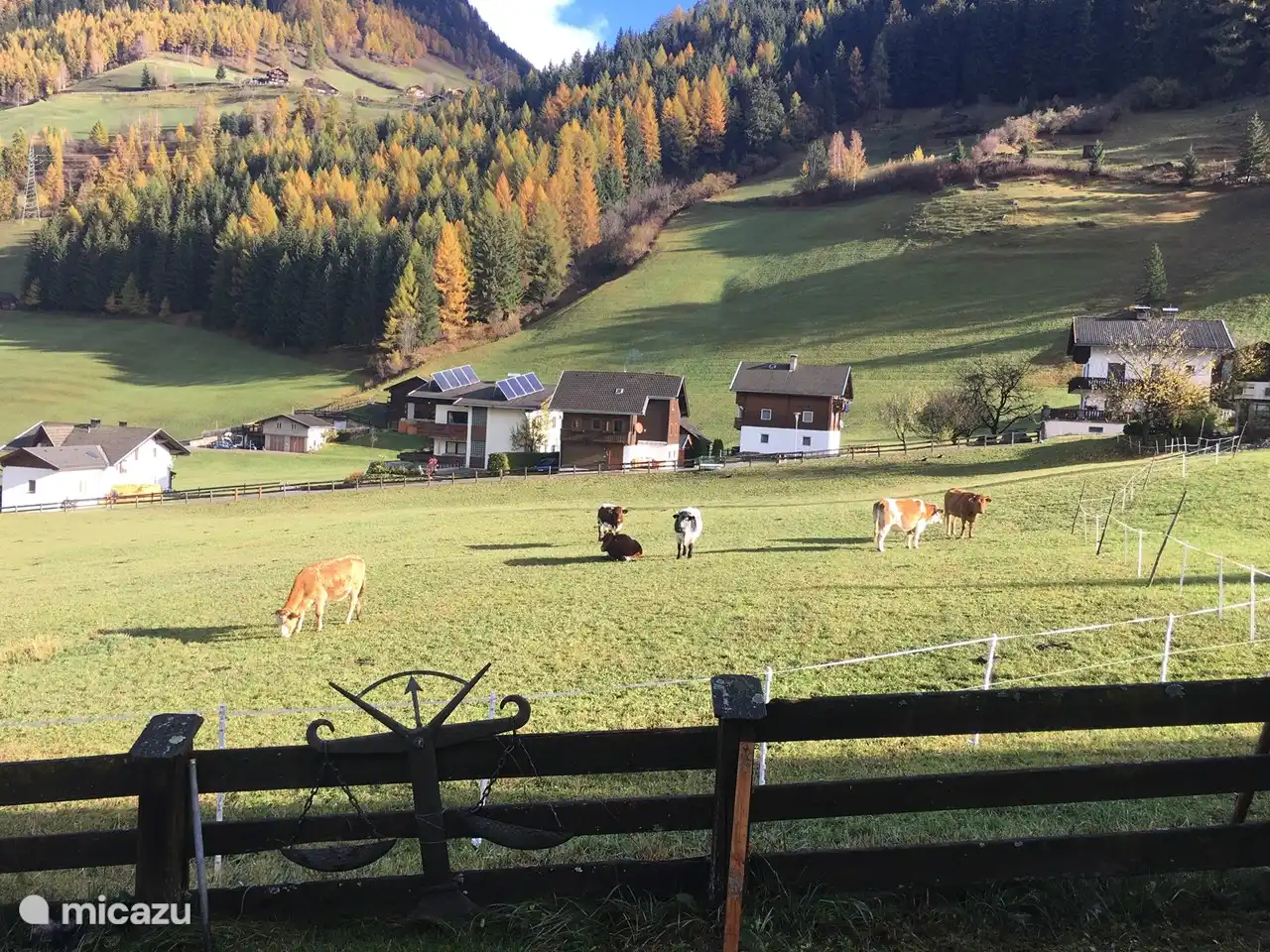 Sol de la mañana con vista a las montañas con vacas pastando en verano y en invierno esto es parte de nuestra pista de esquí adyacente