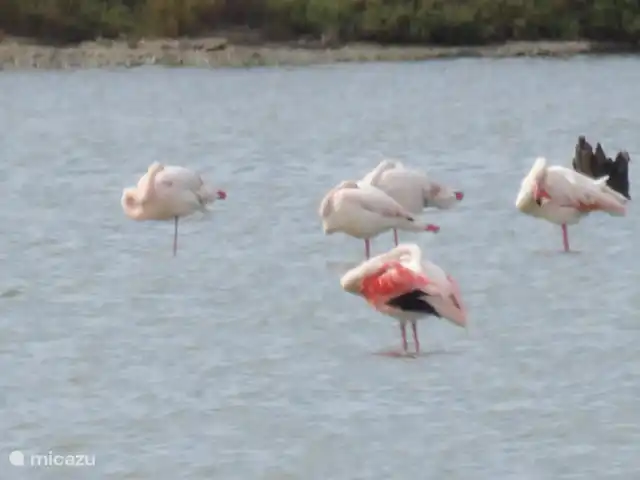 Villa Tana Margianis | Italie, Sardaigne, Perdaxius - villa Flamants roses