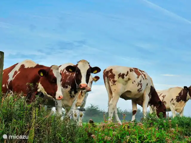 Location de Vacances Pays-Bas, Brabant-Septentrional, Boxmeer, maison de vacances - Loge du Haut Werveld