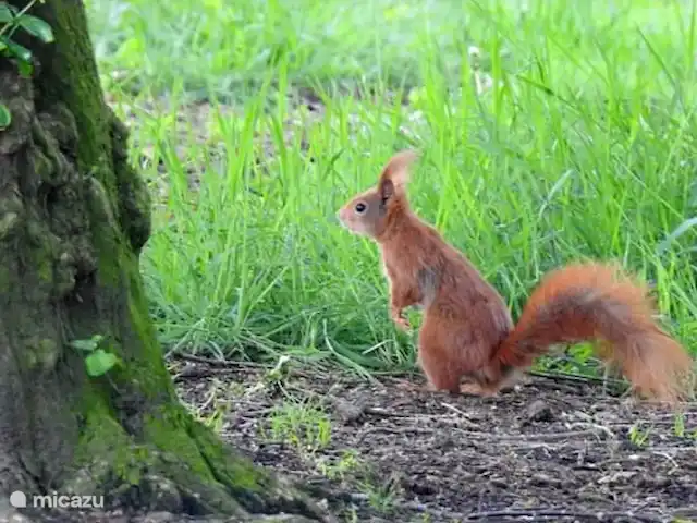 Location de Vacances Pays-Bas, Brabant-Septentrional, Boxmeer, maison de vacances - Loge du Haut Werveld